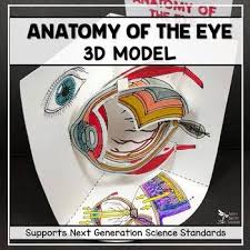 Eye Anatomy Model 3d Eye Anatomy Anatomy Models High School Science Projects