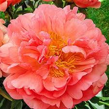 Buy Coral Sunset Peony Breck S Coral Flowers Coral Peonies Part Shade Flowers