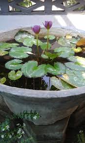 Miniature Water Lily Pond In Containers Backyard Water Features And Ideas Container Water Gardens Water Lily Pond Garden Pond Design