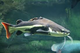 Red Tailed Catfish Catfish Fishing Aquarium Catfish Red Tail Catfish