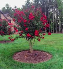 Red Rocket Crape Myrtle Landscape Design Backyard Garden Backyard Landscaping
