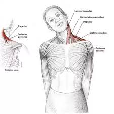 How To Release Any Tension In Your Neck Shoulders Neck Exercises Yoga Anatomy Shoulder Stretching Exercises