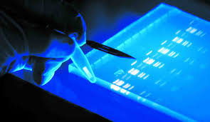 Dna Electrophoresis Biotechnology Academic Research Market Research