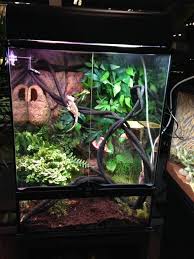 Exo Terra Exo Terra Added A New Photo In Merelbeke Gecko Terrarium Crested Gecko Gecko Habitat