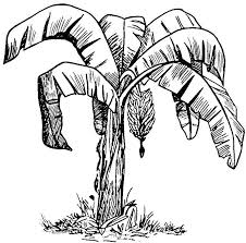 Ria6klxrt Jpeg 902 888 Tree Sketches Tree Drawing Leaves Sketch