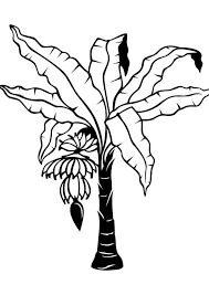 Banana Tree Coloring Page For Kids Free Printable Cherries Coloring Pages For Kids Banana And Print Indiap In 2020 Tree Drawing Tree Coloring Page Palm Tree Drawing