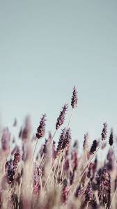 23 Stylish Wallpapers For Your Iphone Xs Max Preppy Wallpapers Landscape Wallpaper Nature Wallpaper Preppy Wallpaper