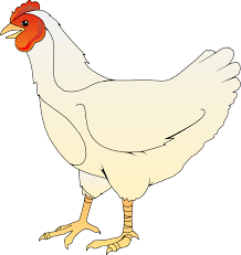 Ayam Betina Ayam Betina Kartun Animasi