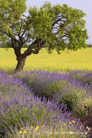 Pin By Comme Une Rose On Tour En Provence In 2020 Olive Trees Landscape Lavender Fields Landscape Trees