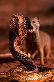Mongoose Cobra Animals Animals Wild Nature Animals