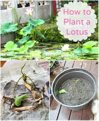 How To Plant A Lotus Whats Ur Home Story Plants Backyard Garden Diy Water Gardens Diy