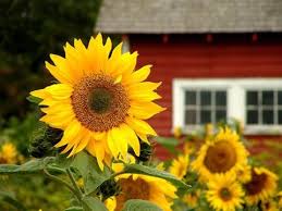 Obee Designs Yellow Flowers Sunflowers And Daisies Flowers