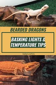 Pin On Beardie