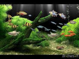 Windows Wallpaper Live Screensaver Dream Aquarium Screensaver Dream Aquarium Screensaver 1 24 Download Ikan Akuarium Aquarium Air Tawar Aquarium Ikan