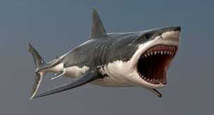 Realistic Great White Shark 3d Model Great White Shark White Sharks Shark Painting