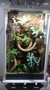 Crested Gecko Bioactive Vivarium Gecko Terrarium Crested Gecko Gecko Vivarium