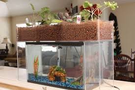 Grow Discover Aquasprouts Aquarium Aquaponic Garden Aquaponics Diy Backyard Aquaponics Aquaponics System