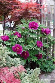 Shade Loving Shrubs 15 Beautiful Bushes To Plant Under Trees Gardening From House To Home Plants Under Trees Shade Loving Shrubs Shade Plants