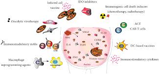 Cancers Free Full Text Ovarian Cancer Immunotherapy Preclinical Models And Emerging Therapeutics Html