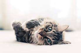 Views 27 417healthhow Can Olive Oil Benefit My Pet Adding Olive Oil To Your Pet S Diet Could Help Them Feel Better Live Cat Facts Grey Cats Cats And Kittens