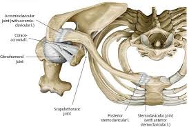 Shoulder Arm Atlas Of Anatomy Human Muscle Anatomy Anatomy Bones Anatomy