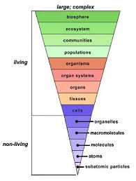 Structures Teaching Biology Life Science Classroom Biology Lessons