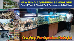 New King Aquarium Fish Shop Update Part 2 Planted Aquarium And Female B In 2020 Aquarium Fish Aquarium Aquarium Store