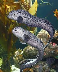 Wolf Eel Pair I Hear These Guys Mate For Life And Even If They Aren T The Prettiest Fish In The Sea One Of The Cooles Wolf Eel Ocean Creatures Sea And