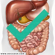 Tu Sistema Digestivo Esta Compuesto De 6 Organos Estomago Higado Pancreas Vesicula Biliar Intestino Delgado Y Colon Juntos Instagram Outdoor Decor Pool Float