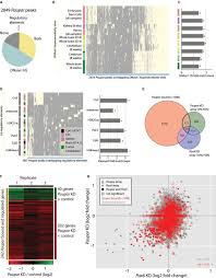 Here Researchers From The University Of Oxford Describe The Genomically Local And More Distal Functions Of Paupar A Coding Gene Expression Oxford University