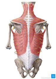 Human muscle system | functions, diagram, & facts. Anatomy Of The Back Spine And Back Muscles Kenhub