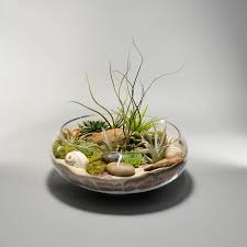 9 5 Plant Decor Air Plant Terrarium Air Plants Decor