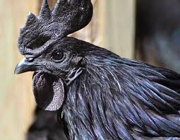 Mitos Ayam Cemani Yang Berwarna Serba Hitam Ayam Warna Bulu