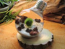 Marimo Terrarium Reclaimed Light Bulb With Living Japanese Moss Ball Underwater Terrarium Marimo Marimo Moss Ball Terrarium Marimo Terrarium