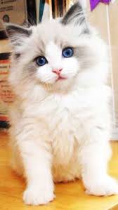 Ragdoll Cat Mobile Wallpaper Hd Free Download Cats And Kittens Ragdoll Cat Cats
