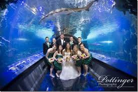 Newport Aquarium Cincinnati Penquin Wedding Google Search Newport Aquarium Wedding Pictures Wedding