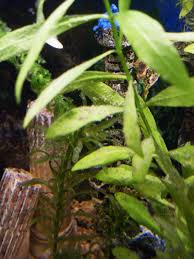 Depot Blanc Sur Les Plantes
