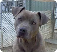 Yes, american staffordshire terrier and staffordshire bull terrier are different dog breeds. Sacramento Ca American Staffordshire Terrier Meet Ambue Bluenose A Pet For Adoption