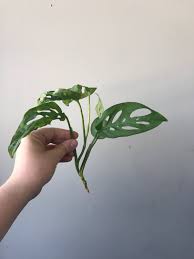Monstera Obliqua Adansonii Swiss Cheese Vine Plants Monstera Obliqua Propagating Plants