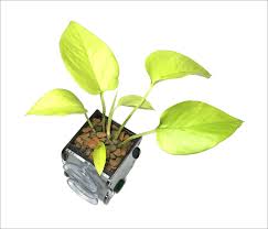 Easy To Find Houseplants As Riparium Foliage In 2020 Houseplants Fish Tank Plants Foliage Plants