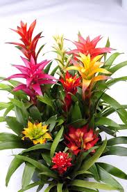 Il colore rosa dei fiori fa riferimento all'amicizia o ad un lieto evento come ad la pianta con fiori rosa per eccellenza è il pesco. Guzmania Viridea Piante Fiori Tropicali Piante Tropicali