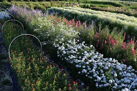 Pin On Cut Flower Garden Growing Resources