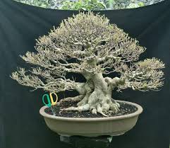 Terkenal Mahal Ini 5 Keunikan Dan Keindahan Bonsai Kimeng