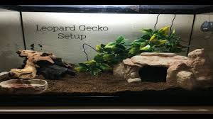 Leopard Gecko Tank Setup Leopard Gecko Tank Leopard Gecko Leopard Gecko Setup