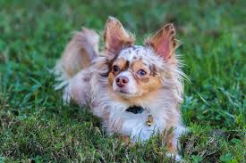 Cooper The Chocolate Merle Chihuahua Merle Chihuahua Chihuahua Love Cute Dogs