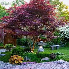 Bloodgood Japanese Maple Japanese Garden Design Backyard Landscaping Pathway Landscaping