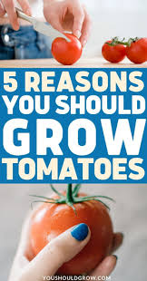 5 Reasons I Love Growing Tomatoes You Should Grow In 2020 Growing Tomatoes Potted Tomato Plants Vegetable Garden Tips