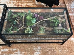 My Diy Terrarium Coffee Table Fingers Crossed All The Plants Stay Happy Houseplants In 2021 Terrarium Diy Terrarium Beautiful Terrariums