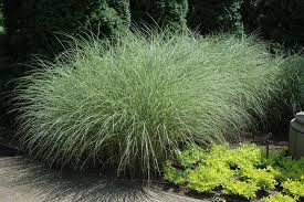 Miscanthus Sinensis Morning Light Spectacular Live Grass Plant Ornamental Grass Reaches 4 To 6 Feet Miscanthus Morning Light Live Plants Grass