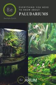 Paludarium Complete Care Guide How To Build Bantam Earth Aquascape Design Beautiful Terrariums Aquaponics